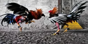 Tìm Hiểu Cách Chơi Đá Gà GA28 Tại BuBet Đỉnh Cao Giải Trí