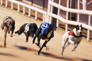 Cách Chơi Game Nhanh Đua Chó Tại BuBet Dễ Thắng Nhất